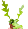 Shark Tooth Orchid Cactus