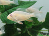 Albino Geophagus Heckelii- Albino Threadfin Acara 2.5-3