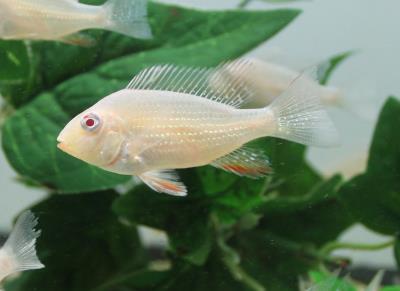 Albino Geophagus Heckelii- Albino Threadfin Acara 2.5-3