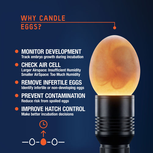 Rechargeable LED Egg Candler
