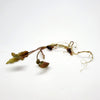 Cryptocoryne ' Mi Oya'