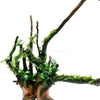 Spiderwood Driftwood Small (4-6)
