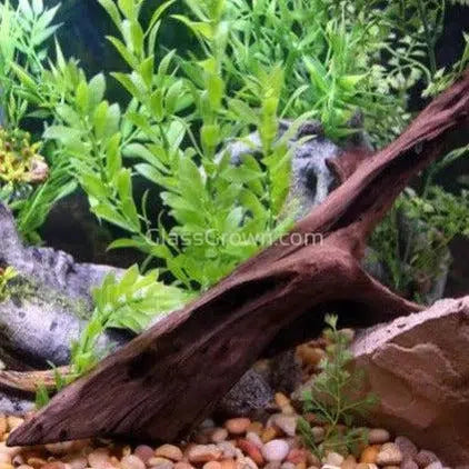 Malaysian Driftwood Small (5-7)