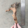Pacific Driftwood Small (3-6)