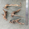 Pacific Driftwood Small (3-6)
