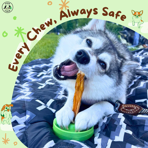 SafetyChew Small Dog Starter Pack: Pin-Lock Bully Stick Holder +  All-Natural Bully Sticks for Dogs Under 16lbs