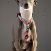 Escape Free Dog Harness 1/2''