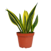 Snake 'Gold Flame'