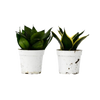 Snake Plant Variety Packs - 4 Pot