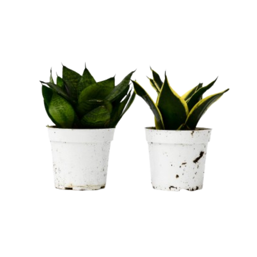 Snake Plant Variety Packs - 4 Pot