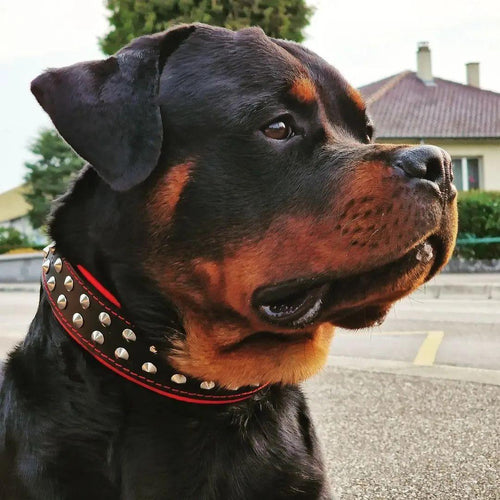 Boston collar
