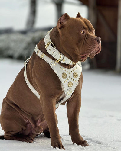 Maximus White BIG dog SET- Harness - collar - lead. Brass rivets