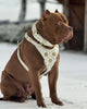 The Maximus collar 2.5 inch wide white & gold
