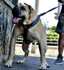 BESTIA DOG SPORT GripPro Heavy Duty Harness