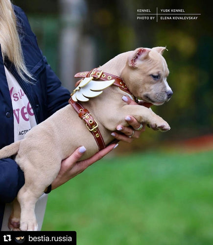 The Hermes leather harness - Small to Medium Size