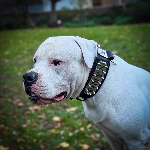 The Kennel collar- personalized!