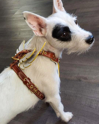 The Hermes leather harness - Small to Medium Size