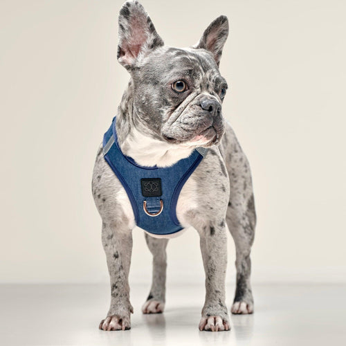 SoHo Dog Harness - Denim