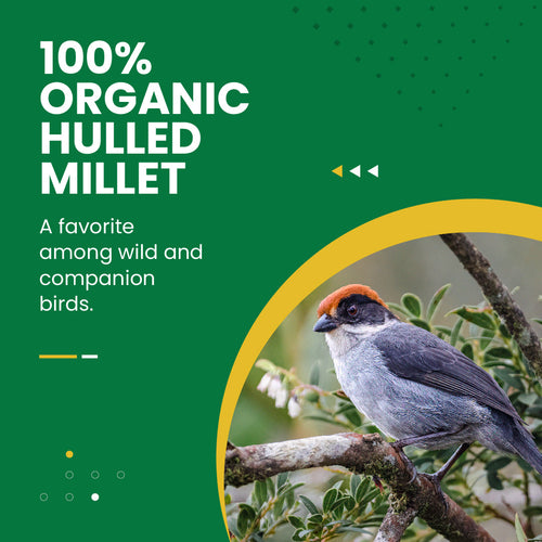 Organic Hulled Millet - 5 lbs.