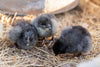 American Bresse Chicks - Assorted Colors - Buy 10 + 5 Bonus Free (Unsexed, Shipping Included)