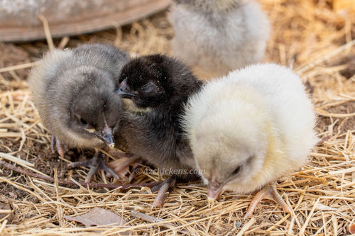 Blue American Bresse Chicks - Buy 10 + 5 Bonus Free (Unsexed, Shipping Included)