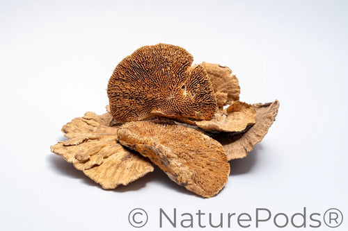 Sponge Mushroom Caps