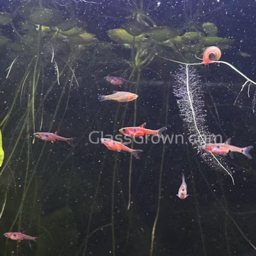 Spotted Rasboras 6 Pack