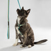 Classic Dog Leash 3/4''