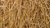 100% Natural Wheat Straw - Glyphosate Free