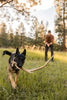 Shed Hunting 101: Train Your Dog to Find Antlers