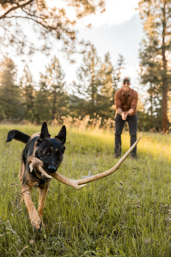 Shed Hunting 101: Train Your Dog to Find Antlers