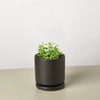 Succulent 'String of Dolphins'
