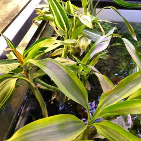 Striped Lucky Bamboo