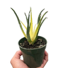 Succulent Aloe Solar Flare