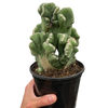 Succulent Cereus Coral Green