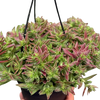 Succulent Crassula Capitella Red