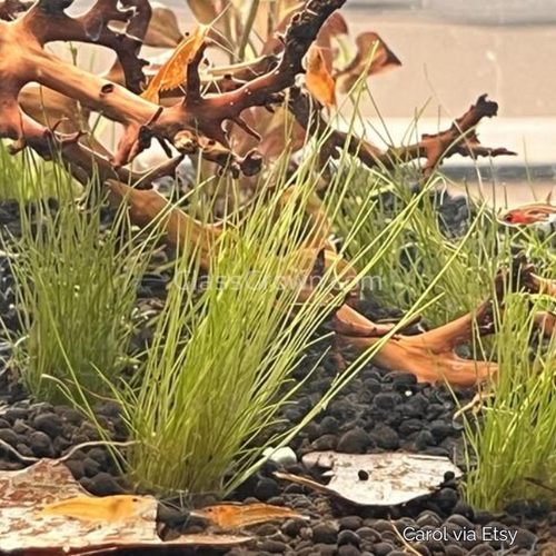 Sunkist Orange Dwarf Shrimp 10+ Pack