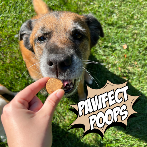 Crunchy Dog Biscuit Variety Bundle, 4-Pack
