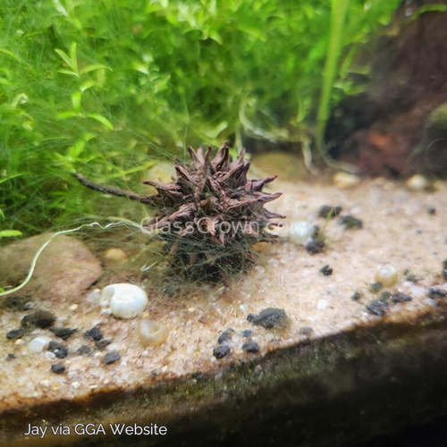 Sweet Gum Pods 3 Pack