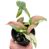 Syngonium 'Tricolor'