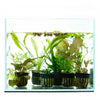 24 Plant - Beginner Aquarium Plant Pack