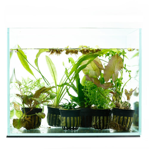 24 Plant - Beginner Aquarium Plant Pack