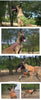 TrueLove Tactic Comfortable Cordura Adjust Dog Harness  Model Number:TLB2251