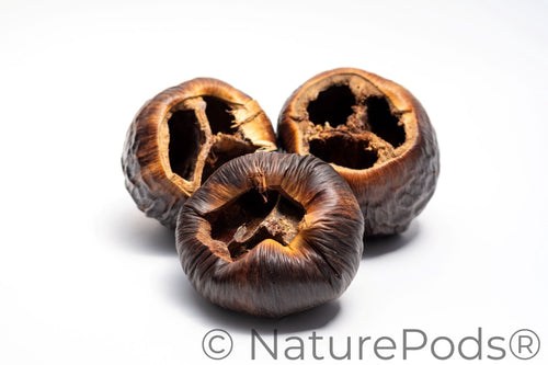 Large Seed Pod Pack