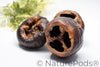 Talami Pod