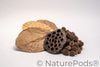 Aquarium Botanical Tannin Pack - Catappa Leaves, Casuarina Cones, Lotus Seed Pod
