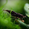 Black Onyx Dwarf Shrimp 10+ Pack