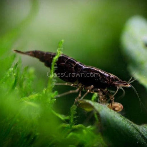 Black Onyx Dwarf Shrimp 10+ Pack
