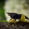 Black Onyx Dwarf Shrimp 10+ Pack