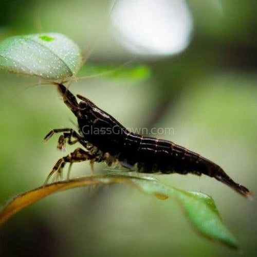 Black Onyx Dwarf Shrimp 10+ Pack